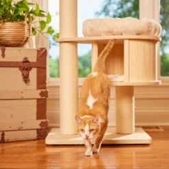 Nutro Perfect Portions Grain-Free Cuts In Gravy Beef Recipe Cat Food Trays -Wellness Sales Store 128579 PT8. AC SS1800 V1702678352