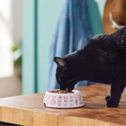 Frisco Pink Cute Cats Melamine Bowl -Wellness Sales Store 216043 PT7. AC SS1800 V1633025211