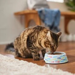 Frisco Colorful Fish Melamine Bowl -Wellness Sales Store 216047 PT7. AC SS1800 V1633025238