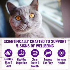 Wellness Complete Health Salmon Adult Dry Cat Food -Wellness Sales Store 265111 PT3. AC SS1800 V1636514802