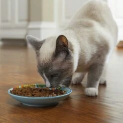 Frisco New York Non-skid Ceramic Cat Dish & Frisco New York Non-skid Ceramic Cat Bowl -Wellness Sales Store 302488 PT4. AC SS1800 V1623069142