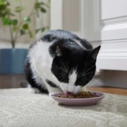 Frisco Paris Non-skid Ceramic Cat Dish & Frisco Paris Non-skid Ceramic Cat Dish 13 Frisco Paris Non-skid Ceramic Cat Dish & Frisco Paris Non-skid Ceramic Cat Dish -Wellness Sales Store 302490 PT4. AC SS1800 V1623074555