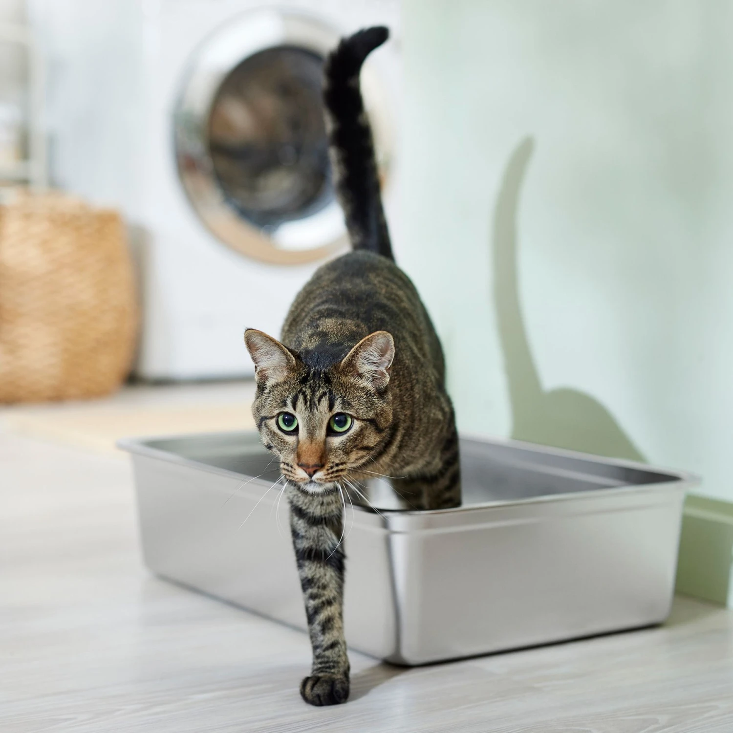 Frisco Stainless Steel Cat Litter Box 1 Frisco Stainless Steel Cat Litter Box
