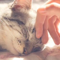 Pet Adobe Igloo Style Cat Tent -Wellness Sales Store 315018 PT4. AC SS1800 V1626391037