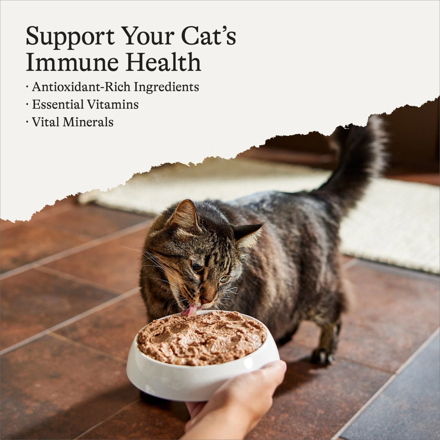 American Journey Senior Pate Chicken & Beef Recipe Canned Cat Food, 3-oz Can, Case Of 24 2 American Journey Senior Pate Chicken & Beef Recipe Canned Cat Food, 3-oz Can, Case Of 24 - Image 2