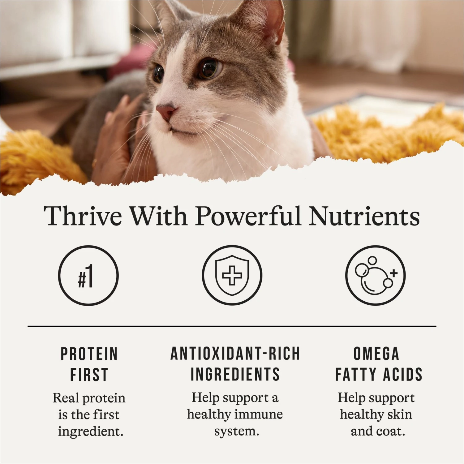 American Journey Senior Pate Chicken & Beef Recipe Canned Cat Food, 3-oz Can, Case Of 24 6 American Journey Senior Pate Chicken & Beef Recipe Canned Cat Food, 3-oz Can, Case Of 24 - Image 6