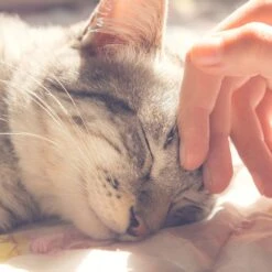 Pet Adobe Enclosed Cat Bed 11 Pet Adobe Enclosed Cat Bed -Wellness Sales Store 344952 PT4. AC SS1800 V1637280838