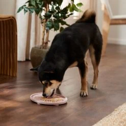 Frisco Silicone Dog & Cat Lick Mat With Suction Cups, Pink -Wellness Sales Store 363395 PT2. AC SS1800 V1660750521