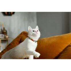 STAR WARS THE MANDALORIAN GROGU Pumpkin Dog Collar + 2 Items -Wellness Sales Store 656358 PT3. AC SS1800 V1665683926