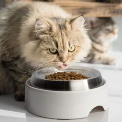 CatGuru Standard Cat & Dog Food Bowl, Marshmallow -Wellness Sales Store 730910 PT4. AC SS1800 V1673016172