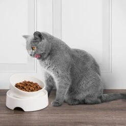 CatGuru Standard Cat & Dog Food Bowl, Marshmallow -Wellness Sales Store 730910 PT5. AC SS1800 V1673016172