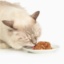 Catit Dinner Chicken With Liver & Sweet Potato Cat Wet Food, 2.8-oz Can -Wellness Sales Store 781822 PT2. AC SS1800 V1677076940