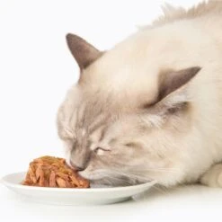 Catit Dinner Ocean Fish With Shrimp & Green Beans Cat Wet Food, 2.8-oz Can -Wellness Sales Store 781918 PT2. AC SS1800 V1677077910