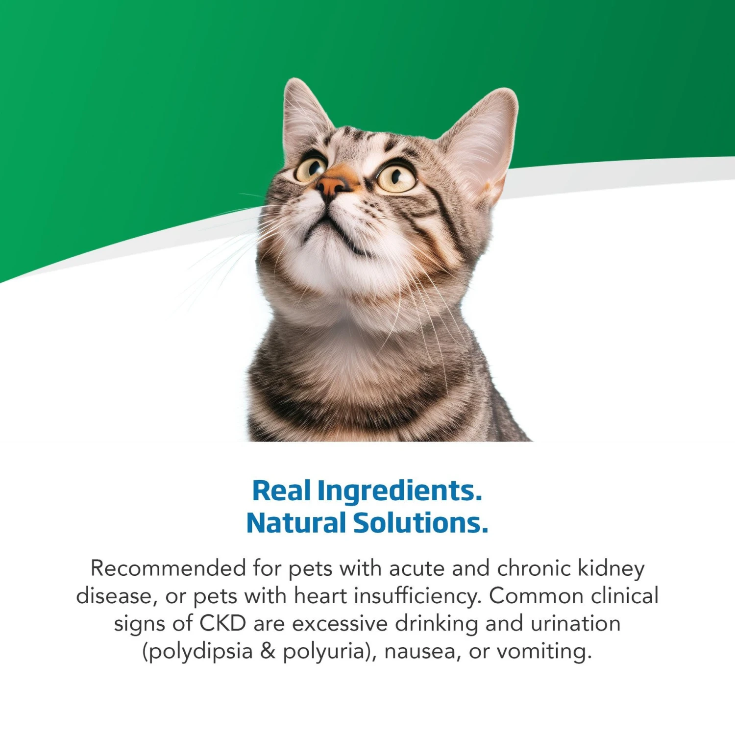 Farmina Vet Life Cat Renal Recipe In Gravy Wet Cat Food 4 Farmina Vet Life Cat Renal Recipe In Gravy Wet Cat Food - Image 4