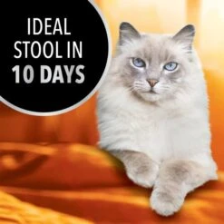 Iams Advanced Health Healthy Digestion Turkey & Chicken Recipe Adult Dry Cat Food -Wellness Sales Store 908326 PT2. AC SS1800 V1689362928